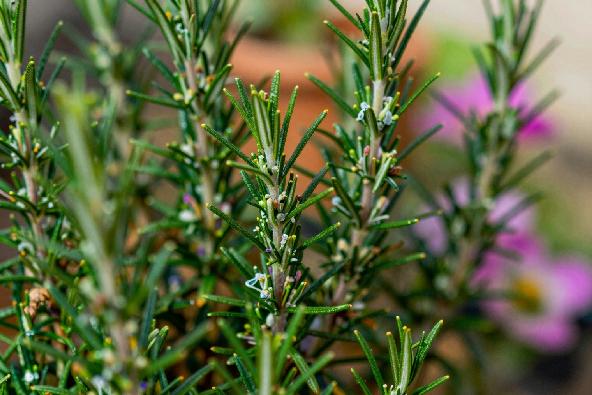 Cosa fare se il tuo rosmarino fiorisce in anticipo: consigli pratici per un raccolto rigoglioso