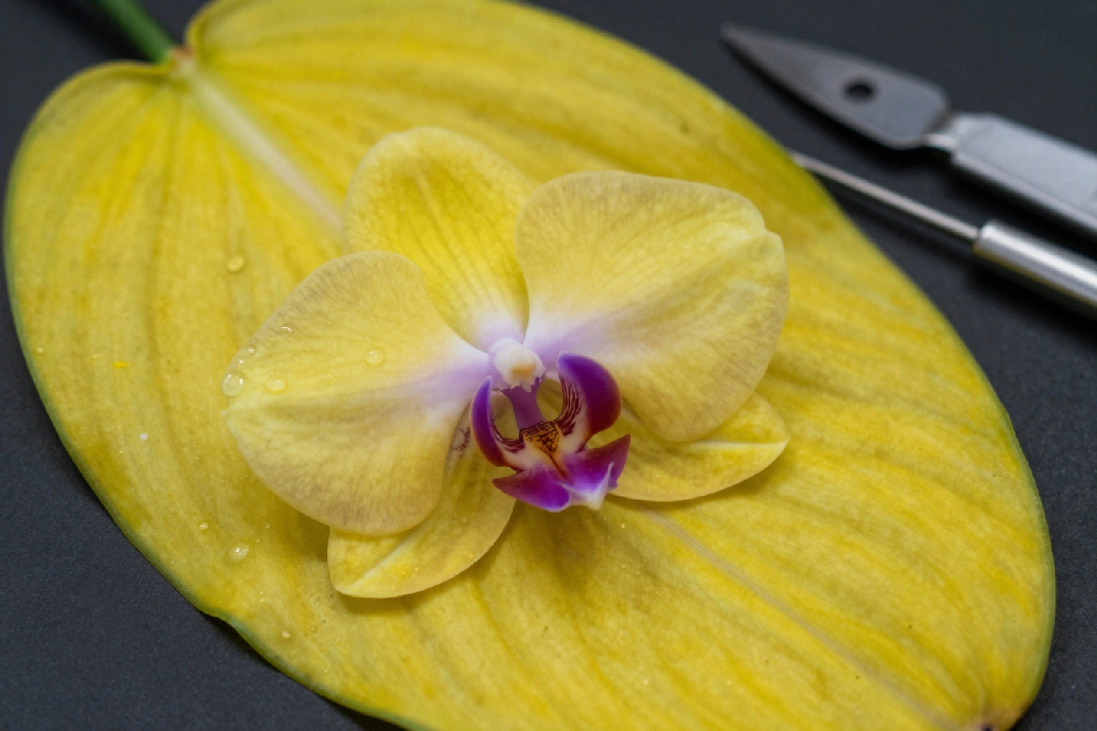 Foglie ingiallite sull'orchidea, ecco cosa fare per riportarla in salute e fiorita