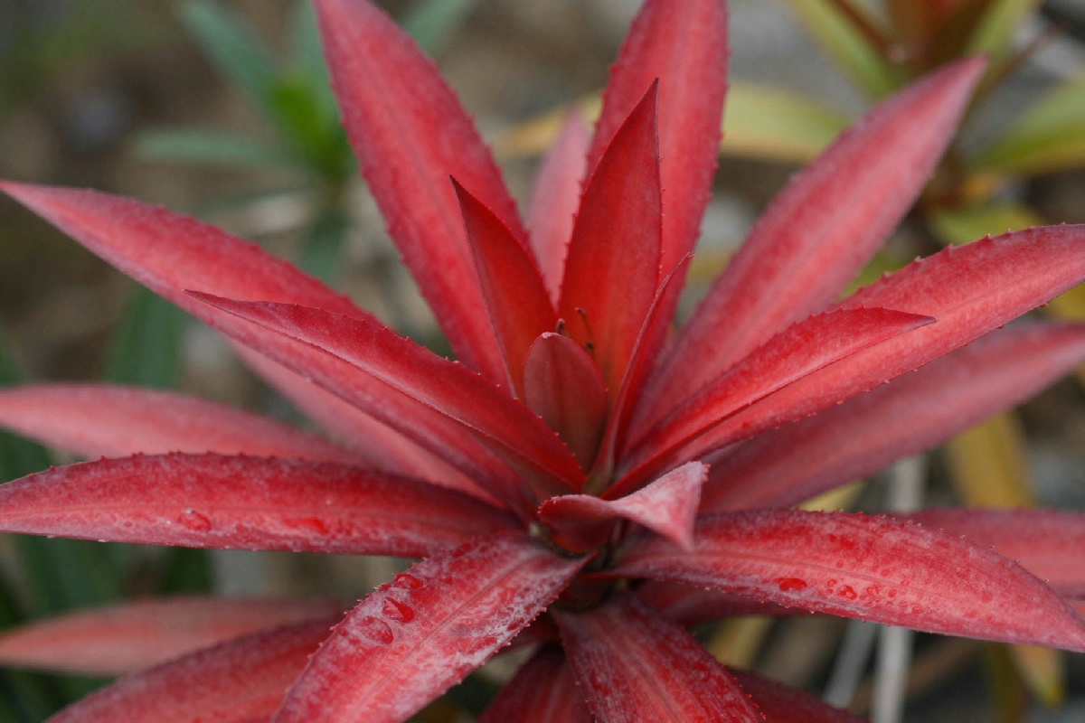 Foglie rosse in inverno per l'albero di giada: il mistero degli antociani in natura