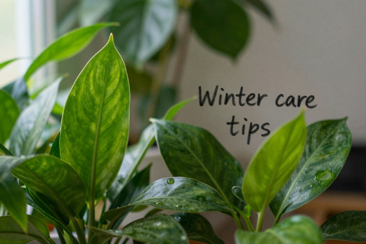 Inverno e piante da appartamento: 5 consigli per evitarne la sofferenza e farle prosperare