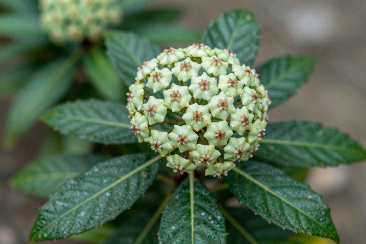 Mantenere felici le Hoyas in inverno: 5 semplici accorgimenti per piante rigogliose e sane