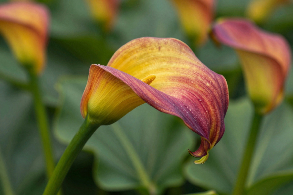 Perché lo stelo della calla si piega a metà, ecco la verità sul problema dell'acqua