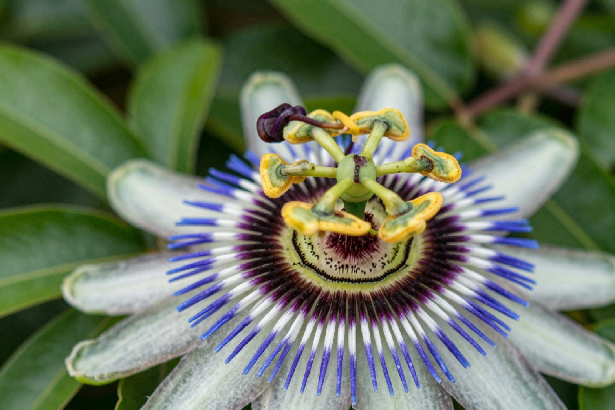 Utilizzare la passiflora per combattere ansia e insonnia: il rimedio naturale che non ti aspetti